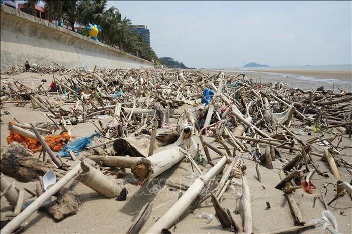 Nhiều vị trí lượng gốc cây, cành cây tập trung dày đặc, có nhiều cành sắc nhọn nhô cao trên bãi cát gây mất an toàn cho người dân và du khách. Ảnh: Hoa Mai - TTXVN