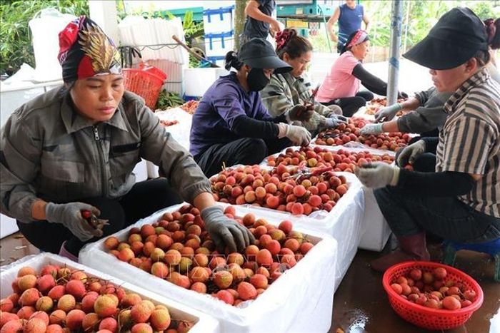 Không khí thu mua, sơ chế vải tại một điểm cân ở xã Hà Đông, thành phố Hải Phòng.