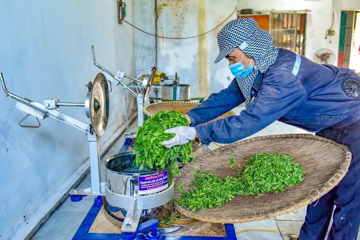 Tiếp đó, chè được đưa vào máy vò chuyên dụng, nơi lực ép kết hợp chuyển động cơ học giúp cánh xoăn đều, đạt chuẩn hình thái của sản phẩm.