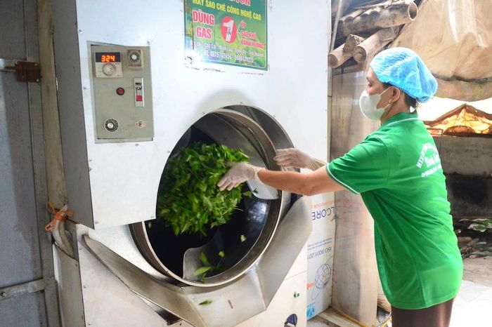 Chè tươi sau khi hái được đưa về chế biến ngay trong ngày. Công đoạn sao - “linh hồn” của nghề - nay được hỗ trợ bằng máy móc hiện đại nhưng vẫn đòi hỏi kinh nghiệm điều chỉnh nhiệt.