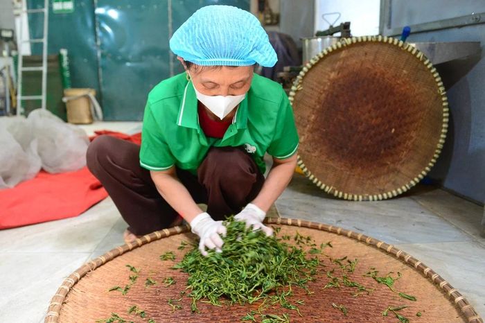 Sau khi sao, nguyên liệu được những người thợ như bà Tuyết vò thủ công thêm một lượt để định hình cánh. Quá trình này làm dập nhẹ cấu trúc lá, giải phóng tinh chất, từ đó tạo nên vị đậm đà cùng hậu ngọt sâu - nét đặc trưng của chè truyền thống.