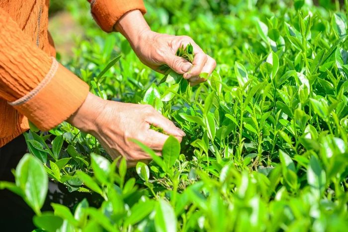 Những búp chè được hái đúng “độ tuổi” - thường là một tôm hai lá vào sáng sớm khi còn ngậm sương, nhằm giữ trọn độ tươi và hương vị.