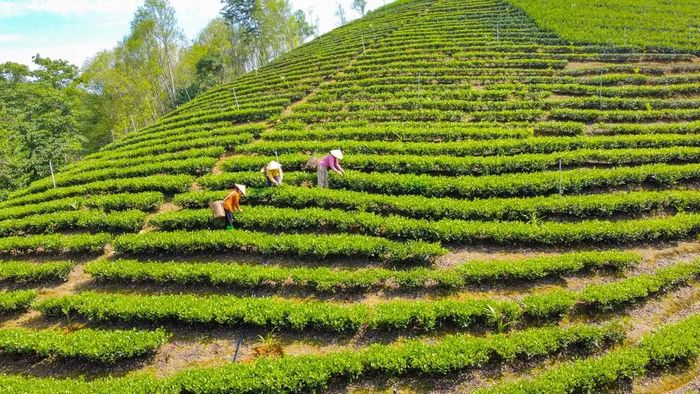 Hiện nay, toàn xã Thọ Bình có khoảng hơn 400 ha chè, trong đó hơn 300 ha cho thu hoạch ổn định; bình quân đạt 7 tấn chè tươi/ha/năm, tương đương khoảng 1,5 tấn chè khô, mang lại doanh thu cao. Từ cây chè, nhiều gia đình đã thoát nghèo, xây dựng nhà cửa khang trang, đầu tư cho con cái học hành.