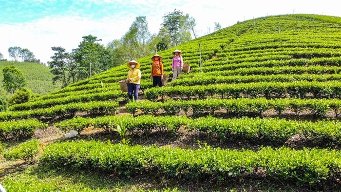 Cây chè bén rễ ở vùng Bình Sơn (nay là xã Thọ Bình) từ năm 1992, theo chương trình phủ xanh đất trống, đồi trọc. Trên vùng đất dốc, bạc màu, sản xuất manh mún khiến giá trị cây chè một thời chỉ đủ trang trải cuộc sống. Những nương chè khi ấy rời rạc, mạnh ai nấy làm, chưa hình thành được sản xuất hàng hóa.