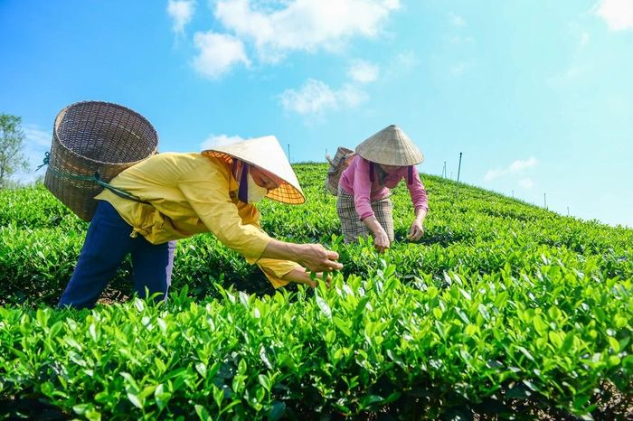 Bước ngoặt đến vào năm 2016, khi HTX được củng cố, tổ chức lại theo hướng liên kết chuỗi. Từ đây, tư duy “làm nhiều” dần được thay thế bằng “làm tốt”, đặt nền móng cho sự chuyển mình của chè Bình Sơn.