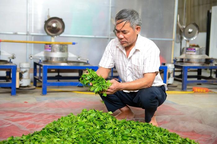 Ông Lê Đình Tú, Giám đốc HTX Dịch vụ Nông lâm nghiệp Bình Sơn cho biết, hiện HTX quản lý gần 100 ha chè, trong đó có 10 ha đạt chuẩn VietGAP, liên kết với hơn 100 hộ dân.