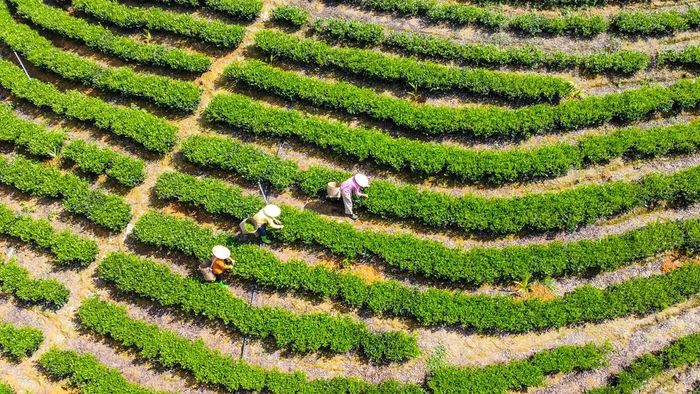 Trên các nương chè Thọ Bình hôm nay, quy trình sản xuất đã được chuẩn hóa ngay từ khâu đầu. Người dân áp dụng tiêu chuẩn VietGAP, tiến tới canh tác hữu cơ, chú trọng từ bón phân, tưới nước đến phòng trừ sâu bệnh.