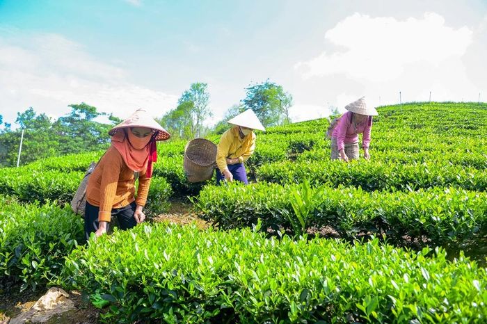 Giữa làn sương sớm Thọ Bình, những đồi chè vẫn xanh mướt, như minh chứng cho một hành trình bền bỉ – nơi người nông dân không chỉ làm ra sản phẩm mà còn gây dựng thương hiệu bằng chính niềm tin và sự cần mẫn của mình.