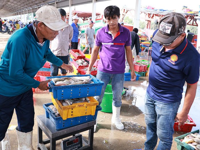 Công nhân bốc dỡ thủy sản qua cảng cá Tắc Cậu. Ảnh: THÙY TRANG