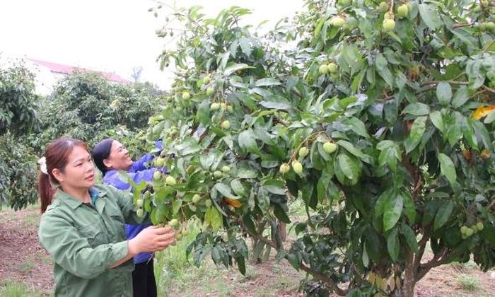 Nông dân thôn Họ, xã Kiên Lao chăm sóc vải thiều.