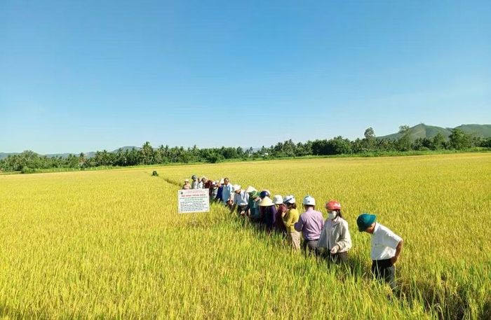 Cánh đồng liên kết sản xuất lúa tại phường Hoài Nhơn Đông. Ảnh: ĐVCC