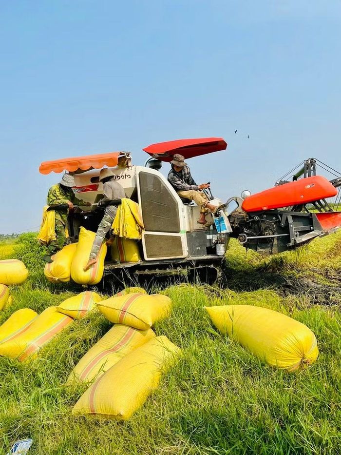 Mô hình cánh đồng lớn tại xã Pờ Tó thuận lợi cho việc đưa máy móc vào canh tác. Ảnh: H.T