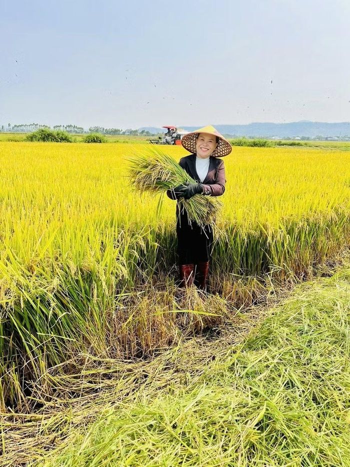 Bà Đinh Thị Hòa (xã Pờ Tó) thu hoạch lúa vụ Đông Xuân. Ảnh: H.T