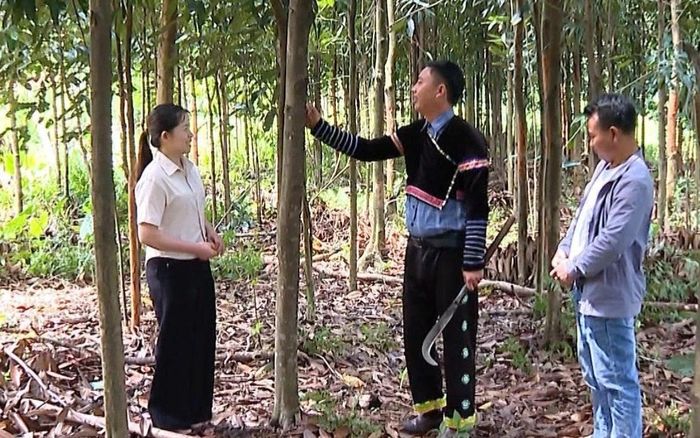 Anh Sùng A Đông (giữa ảnh) luôn đi đầu trong phát triển kinh tế gia đình.