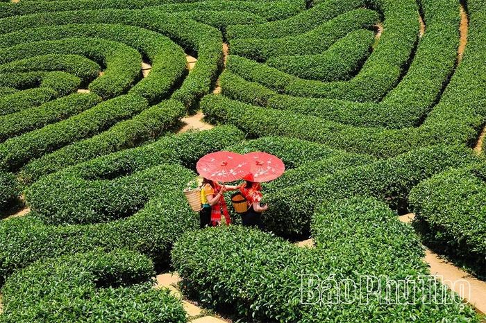 Nơi đây còn nổi tiếng với Cao nguyên Mộc Châu - miền đất mang vẻ đẹp thanh bình và thơ mộng.