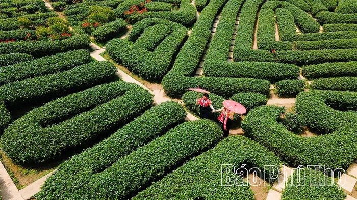 Những đồi chè xanh ngát trải dài bất tận uốn lượn theo triền đồi khiến du khách không khỏi nhớ thương.