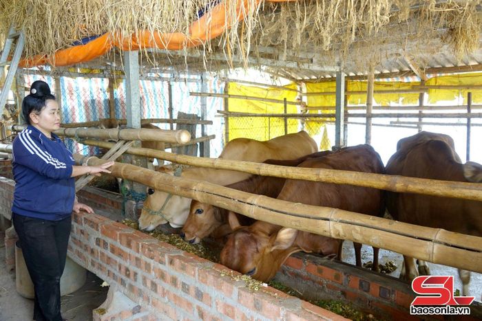 Mô hình nuôi bò nhốt chuồng của nông dân xã Yên Châu áp dụng chăn nuôi an toàn, hạn chế nguy cơ lây lan dịch bệnh.