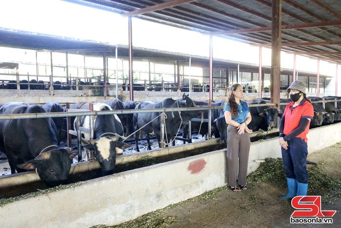 Cán bộ Trung tâm Dịch vụ tổng hợp xã Chiềng Mai tuyên truyền các biện pháp phòng, chống dịch bệnh tại trang trại bò 3B.