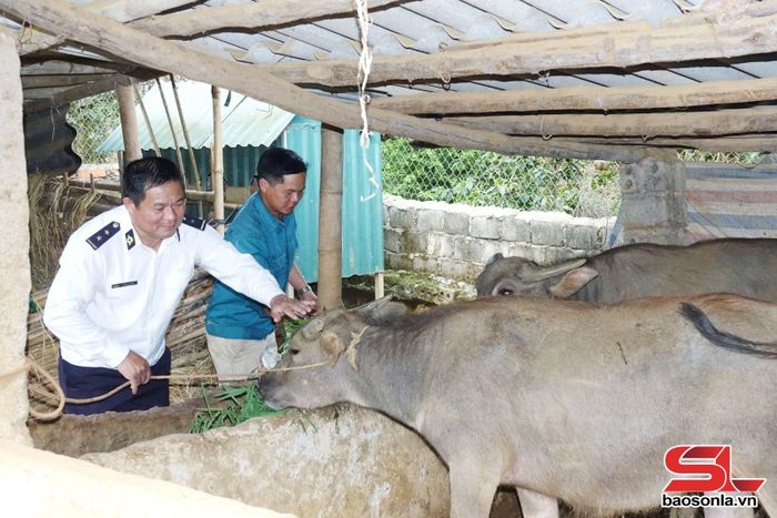 Cán bộ Chi cục Chăn nuôi, thú y và thủy sản tỉnh kiểm tra sức khỏe đàn trâu, bò tại hộ dân xã Chiềng Mai.