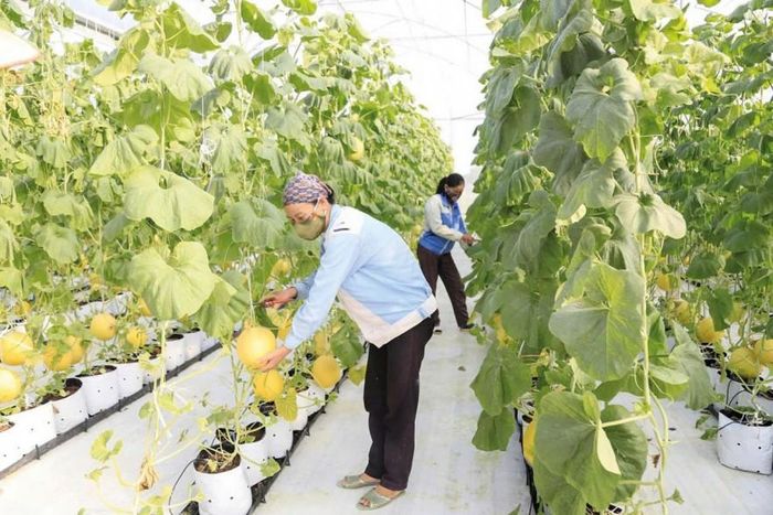 Vốn Chương trình mục tiêu quốc gia hỗ trợ phát triển bền vững và thu hẹp chênh lệch giữa các vùng miền. Ảnh: Đức Thanh