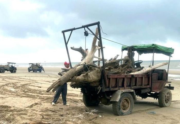Những gốc cây lớn đã được cho lên xe đưa đi xử lý.