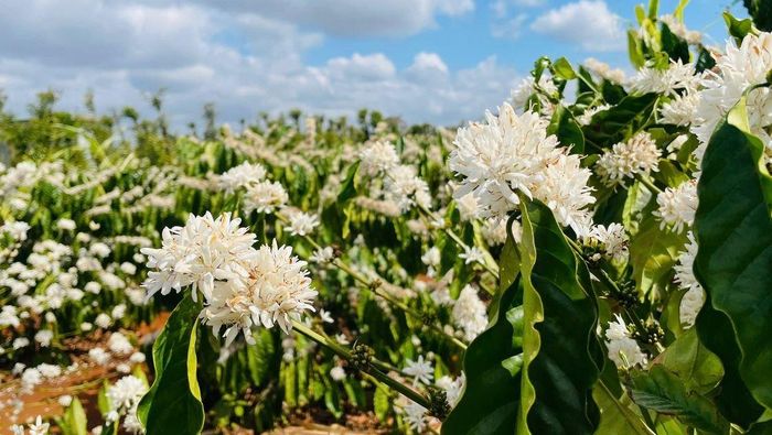  Để cây cà phê phát triển tốt, các đồn điền phải đáp ứng điều kiện về khí hâu, thổ nhưỡng. Ảnh minh họa: T.N. 