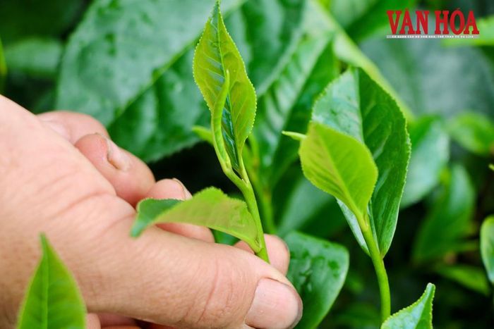 Chè là ngành hàng mở ra dư địa liên kết giữa hai tỉnh Thái Nguyên và Tuyên Quang