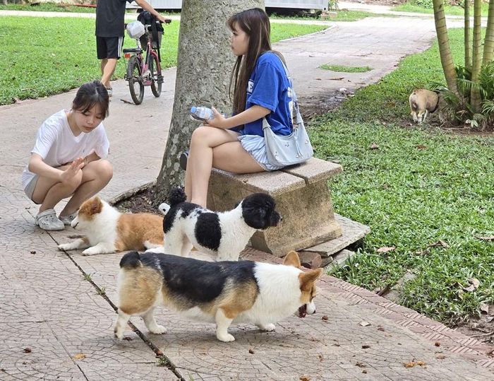 Những chú chó được chủ "cưng nựng", chăm sóc tận tình