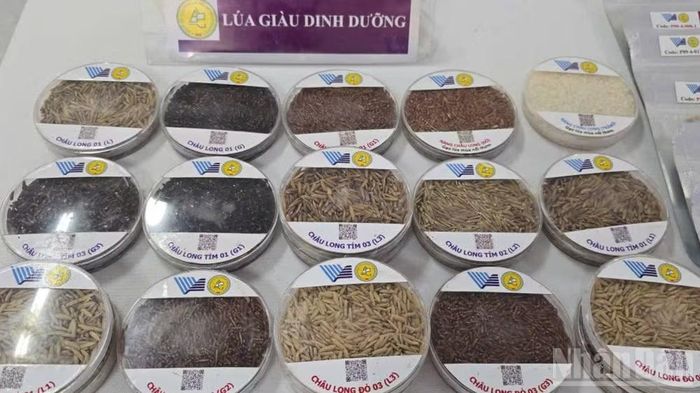 Lúa mùa nổi Vĩnh Gia giàu dinh dưỡng.