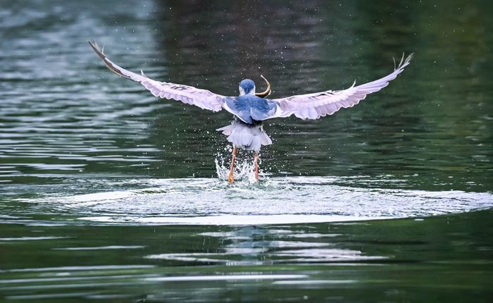 Cá thể chim bay thấp trên mặt hồ Gươm, phía xa là cầu Thê Húc.
