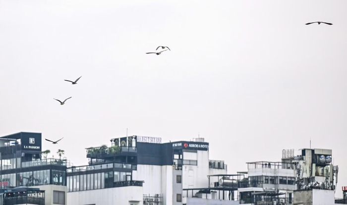Những ngày đầu Hè, nhiều loài chim hoang dã như cò, vạc, diệc… bay lượn, săn mồi và trú ngụ trên các tán cây xanh quanh đảo Ngọc trong không gian bình yên khu vực trung tâm Thủ đô.