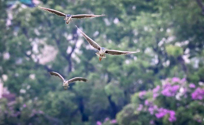 Cá thể chim bay qua những tán bằng lăng tím ven hồ Gươm.