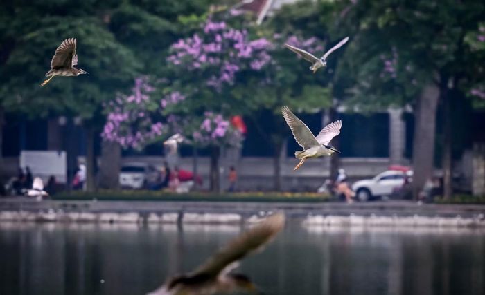  Theo ghi nhận của phóng viên Báo Nhân Dân, những ngày qua, quần thể chim xuất hiện quanh hồ khá đa dạng với nhiều loài như cò xanh, diệc, vạc… tập trung nhiều tại khu vực Đền Ngọc Sơn, Tháp Rùa và các cụm cây xanh ven hồ. 