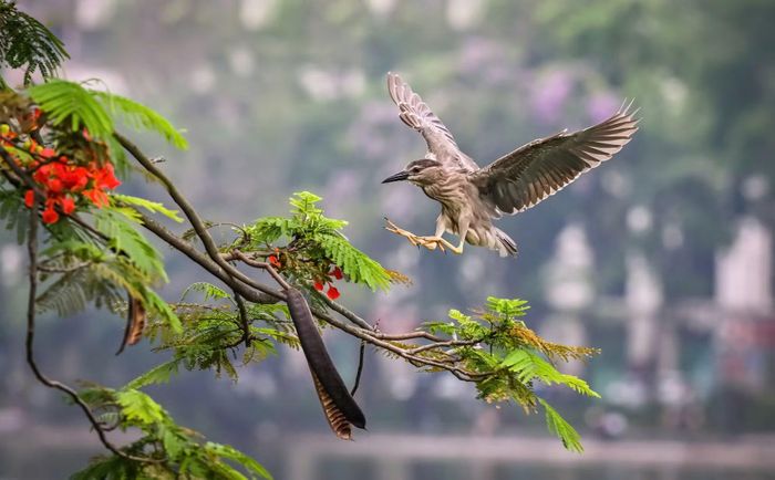 Sự xuất hiện của đàn chim hoang dã là tín hiệu tích cực cho thấy môi trường sinh thái quanh Hồ Gươm đang dần được cải thiện. Việc duy trì không gian xanh, giảm ô nhiễm và bảo vệ hệ sinh thái tự nhiên đã góp phần thu hút nhiều loài chim quay trở lại sinh sống.