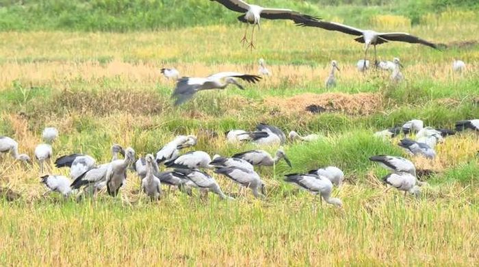 Đàn cò nhạn sà xuống ruộng sau mùa gặt để tìm kiếm thức ăn tự nhiên như ốc bươu vàng, côn trùng và giun