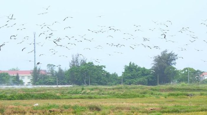 Hàng trăm cá thể cò nhạn quý hiếm xuất hiện trên các cánh đồng ở xã Nam Gianh những ngày qua