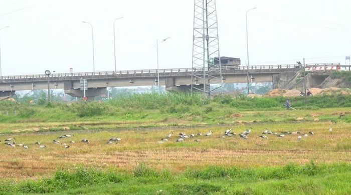 Những diện tích ruộng vừa thu hoạch với nguồn thức ăn dồi dào đã thu hút đàn cò nhạn tìm về kiếm ăn