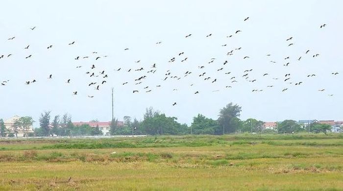 Từng đàn cò nhạn chao liệng trên bầu trời tạo nên khung cảnh sinh động giữa vùng quê Quảng Trị