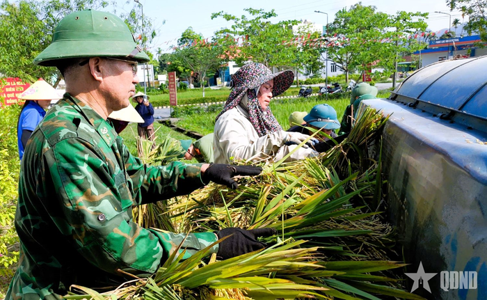 Lúa chín cũng được tuốt ngay tại ruộng thuận tiện cho công tác vận chuyển, bảo quản, đạt năng suất, chất lượng cao nhất. 