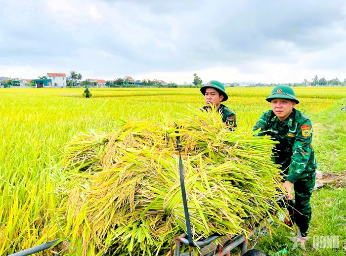  Cán bộ, chiến sĩ Biên phòng vận chuyển lúa chín về các hộ gia đình.