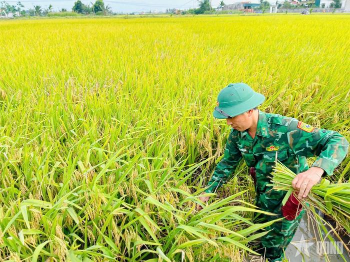  Hàng chục tổ công tác của các đồn biên phòng giúp các hộ gia đình chính sách, có hoàn cảnh khó khăn, neo người thu hoạch lúa chín. 