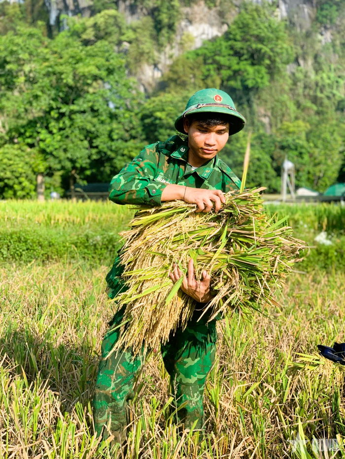  Cán bộ, chiến sĩ Biên phòng thu gom bó lúa để thuận tiện cho việc vận chuyển.