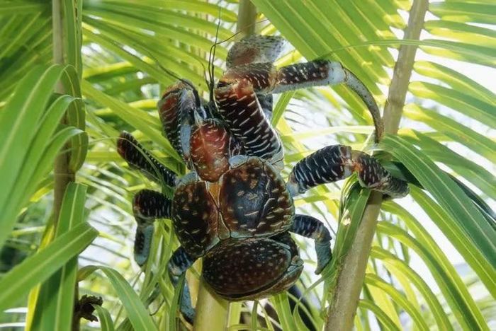 Một trong những thức ăn khoái khẩu của cua dưa là những trái dừa. Chúng thường leo lên cây hái dừa. Để ăn trái, chúng sẽ dùng những chiếc càng chắc khỏe xé toạc xơ dừa, đập đi đập lại cho tới lúc sọ dừa vỡ ra. Sau khi bóc tách lớp bên ngoài, cua dừa uống nước rồi mới ăn cùi dừa. Ảnh: Kevin Schafer / Getty Images.