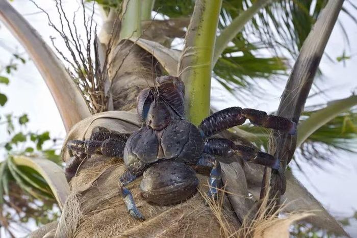 Mặc dù có khả năng sinh tồn mạnh mẽ trên đất liền nhưng cua dừa không giỏi khi xuống biển. Một con cua dừa trưởng thành có thể bị chết đuối chỉ trong vòng vài phút. Ảnh: Reinhard Dirscherl.