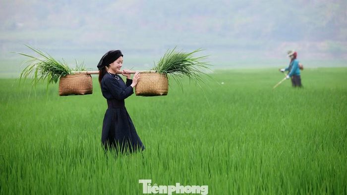 Chị Hoàng Hải Anh, du khách đến từ Hà Nội, chia sẻ, chị biết đến bản Hùn qua mạng xã hội và quyết định lên Sơn La để “săn” mùa lúa xanh đang thì con gái.