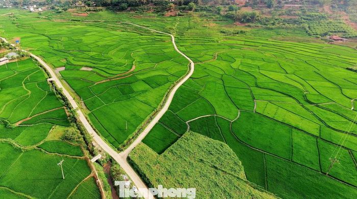  Thời điểm này nhiều nhóm du khách đã tìm đến bản Hùn để lưu lại những khoảnh khắc giữa mùa lúa xanh. Trên những thửa ruộng bậc thang uốn lượn mềm mại dưới chân núi, sắc xanh trải dài như tấm thảm khổng lồ, hòa cùng mây trời và những mái nhà sàn truyền thống tạo nên khung cảnh thơ mộng hiếm có. 