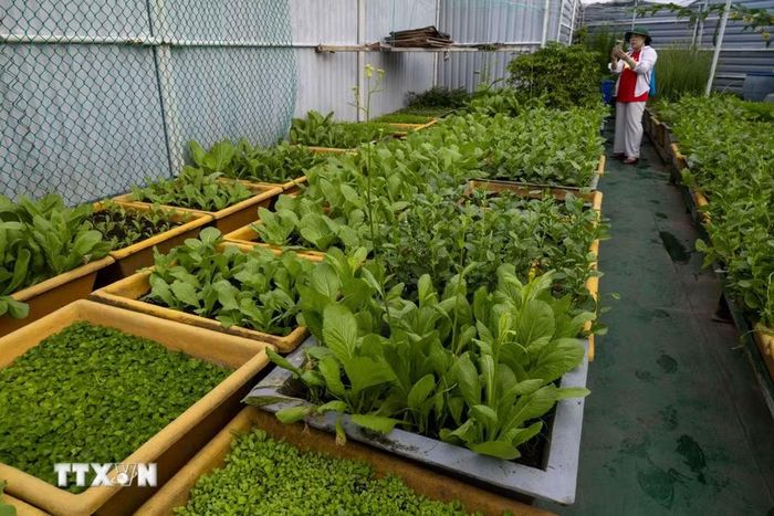 Vườn rau xanh trên nhà giàn DK1. (Ảnh: Xuân Quý/TTXVN)