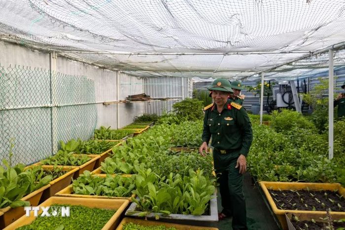 Vườn rau xanh trên nhà giàn DK1. (Ảnh: Xuân Quý/TTXVN)