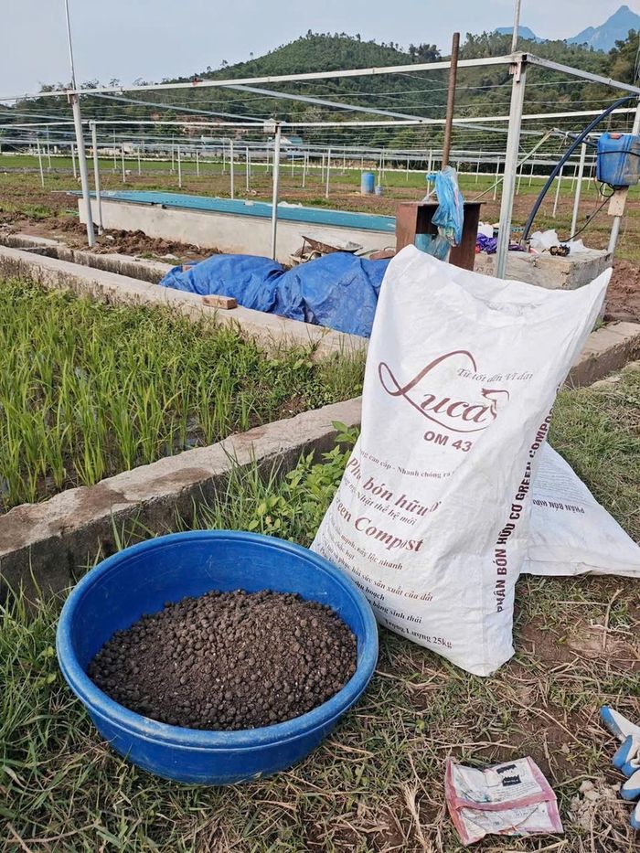 Để trồng lúa hữu cơ, Quỳnh và các cộng sự trong cộng đồng Làng Gạo đã phải học rất nhiều