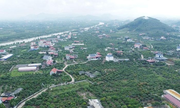  Vùng vải thiều phường Phượng Sơn. 